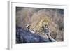 Jaguar-null-Framed Photographic Print