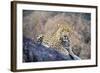 Jaguar-null-Framed Photographic Print