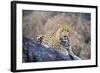 Jaguar-null-Framed Photographic Print