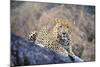 Jaguar-null-Mounted Photographic Print