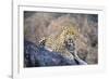 Jaguar-null-Framed Photographic Print