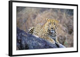 Jaguar-null-Framed Photographic Print