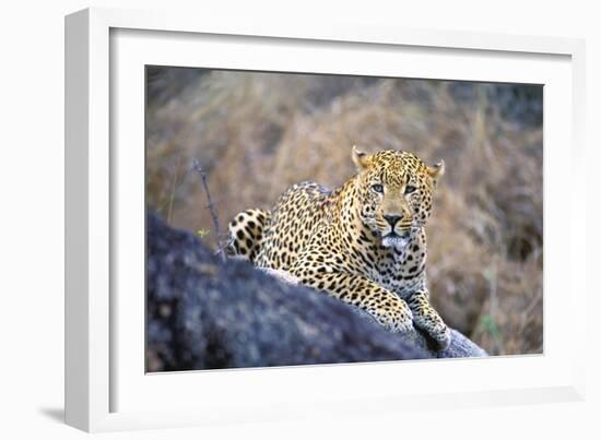 Jaguar-null-Framed Photographic Print