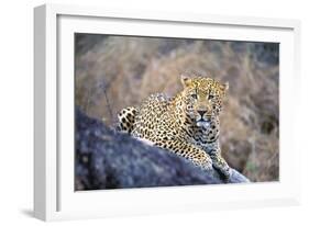 Jaguar-null-Framed Photographic Print