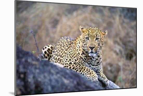 Jaguar-null-Mounted Photographic Print