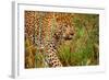 Jaguar-null-Framed Photographic Print