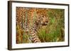 Jaguar-null-Framed Photographic Print