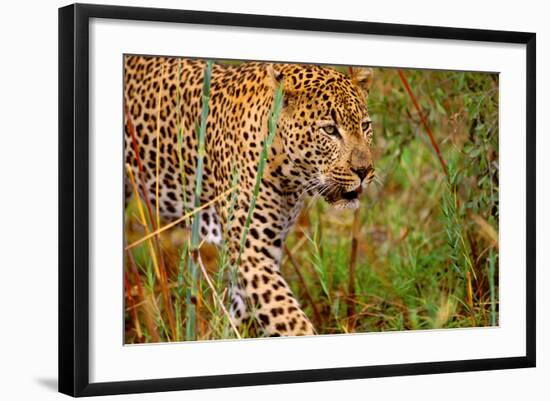 Jaguar-null-Framed Photographic Print