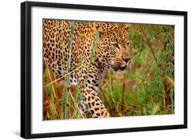 Jaguar-null-Framed Photographic Print