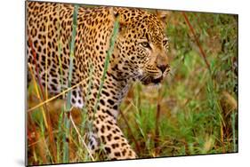 Jaguar-null-Mounted Photographic Print