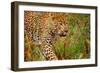 Jaguar-null-Framed Photographic Print