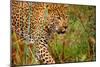 Jaguar-null-Mounted Photographic Print