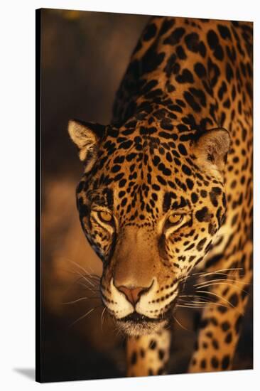 Jaguar-DLILLC-Stretched Canvas