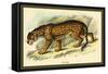 Jaguar-Sir William Jardine-Framed Stretched Canvas