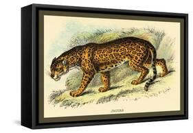 Jaguar-Sir William Jardine-Framed Stretched Canvas