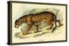 Jaguar-Sir William Jardine-Stretched Canvas