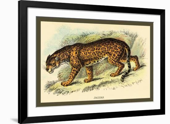 Jaguar-Sir William Jardine-Framed Art Print