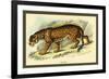 Jaguar-Sir William Jardine-Framed Art Print