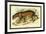 Jaguar-Sir William Jardine-Framed Art Print