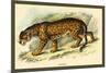 Jaguar-Sir William Jardine-Mounted Premium Giclee Print