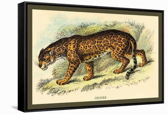 Jaguar-Sir William Jardine-Framed Stretched Canvas