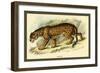 Jaguar-Sir William Jardine-Framed Art Print