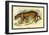 Jaguar-Sir William Jardine-Framed Art Print