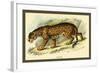 Jaguar-Sir William Jardine-Framed Art Print