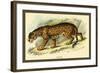 Jaguar-Sir William Jardine-Framed Art Print