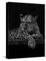 Jaguar-Geraldine Aikman-Stretched Canvas