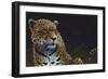 Jaguar-Durwood Coffey-Framed Giclee Print