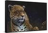 Jaguar-Durwood Coffey-Framed Stretched Canvas