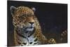 Jaguar-Durwood Coffey-Stretched Canvas