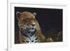 Jaguar-Durwood Coffey-Framed Giclee Print