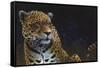 Jaguar-Durwood Coffey-Framed Stretched Canvas