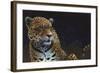 Jaguar-Durwood Coffey-Framed Giclee Print