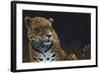 Jaguar-Durwood Coffey-Framed Giclee Print