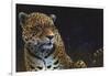 Jaguar-Durwood Coffey-Framed Giclee Print