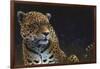 Jaguar-Durwood Coffey-Framed Giclee Print