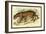 Jaguar-Sir William Jardine-Framed Art Print