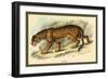 Jaguar-Sir William Jardine-Framed Art Print