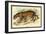 Jaguar-Sir William Jardine-Framed Art Print