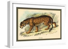 Jaguar-Sir William Jardine-Framed Art Print