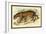 Jaguar-Sir William Jardine-Framed Art Print