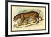 Jaguar-Sir William Jardine-Framed Art Print