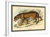 Jaguar-Sir William Jardine-Framed Art Print