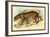 Jaguar-Sir William Jardine-Framed Art Print