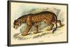 Jaguar-Sir William Jardine-Stretched Canvas