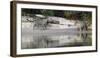 Jaguars courting pair on a sand bank, Mato Grosso, Brazil-Nick Garbutt-Framed Photographic Print