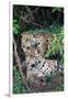 Jaguars (Panthera onca), Pantanal Wetlands, Brazil-null-Framed Photographic Print